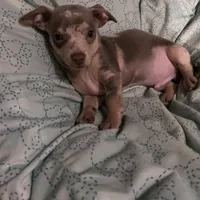 ( CKC REG) BENNY, a male Chihuahua for sale in Marietta, MS – Photo 1 of 6