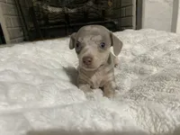 ( CKC REG) BENNY, a male Chihuahua for sale in Marietta, MS – Photo 4 of 8