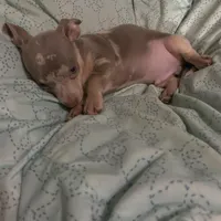 ( CKC REG) BENNY, a male Chihuahua for sale in Marietta, MS – Photo 3 of 6