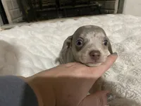 ( CKC REG) BENNY, a male Chihuahua for sale in Marietta, MS – Photo 3 of 8