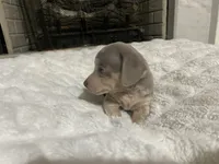 ( CKC REG) BENNY, a male Chihuahua for sale in Marietta, MS – Photo 2 of 8