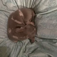 ( CKC REG) BENNY, a male Chihuahua for sale in Marietta, MS – Photo 5 of 6