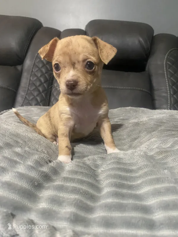 LILY (CKC REGISTERED) – Chihuahua puppy for sale in Marietta, MS