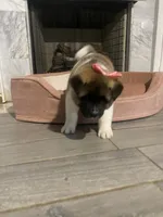 akc champion sired female 2 , a female Akita for sale in Marietta, MS – 10 of 10