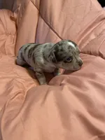MOJO (CKC REGISTERED), a male Chihuahua for sale in Marietta, MS – 7 of 8