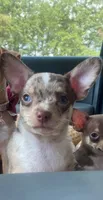 MOJO (CKC REGISTERED), a male Chihuahua for sale in Marietta, MS – 3 of 7