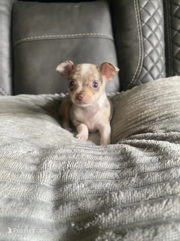 Sophie – Chihuahua puppy on hold in Marietta, MS