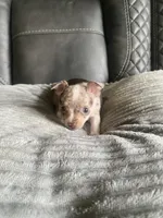 Sophie, a female Chihuahua for sale in Marietta, MS – 7 of 7