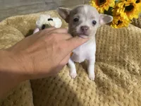 ELSA, a female Chihuahua for sale in Marietta, MS – 5 of 6