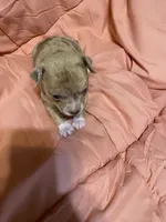 LILY (CKC REGISTERED), a female Chihuahua for sale in Marietta, MS – 10 of 10