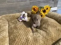 PIPER , a female Chihuahua for sale in Marietta, MS – 2 of 6