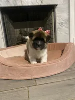 akc champion sired female 2 , a female Akita for sale in Marietta, MS – 6 of 10
