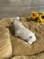 ELSA, a female Chihuahua for sale in Marietta, MS – 4 of 6