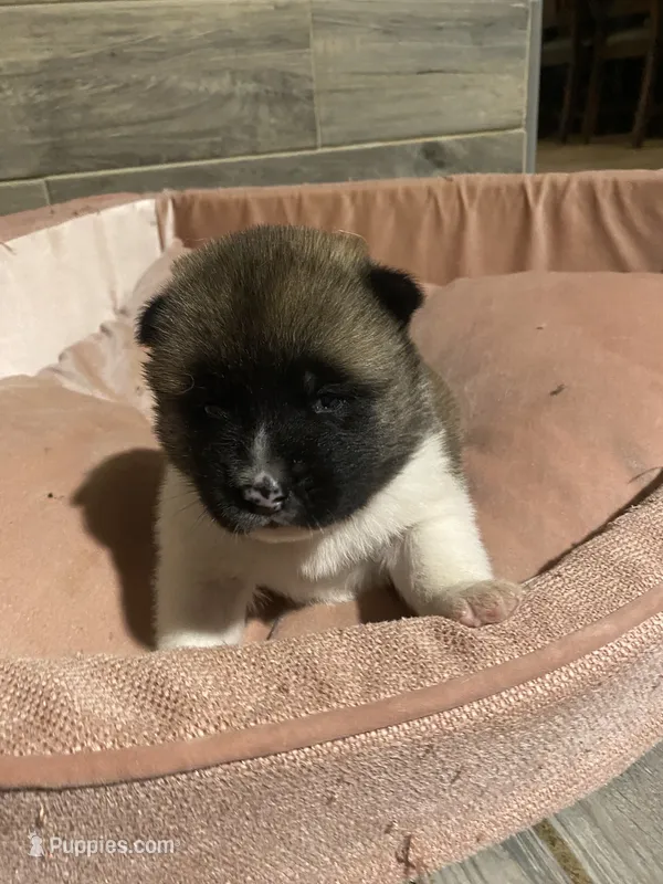 akc champion female 2  – Akita puppy for sale in Marietta, MS
