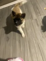 akc champion sired female NOZOMI, a female Akita for sale in Marietta, MS – 7 of 10