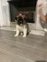 akc champion sired female 2 , a female Akita for sale in Marietta, MS – 4 of 10