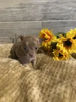 PIPER , a female Chihuahua for sale in Marietta, MS – 3 of 6