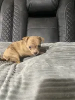 LILLY (CKC REGISTERED), a female Chihuahua for sale in Marietta, MS – 8 of 8