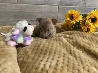 PIPER , a female Chihuahua for sale in Marietta, MS – 5 of 6