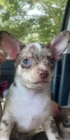 MOJO (CKC REGISTERED), a male Chihuahua for sale in Marietta, MS – 4 of 7