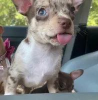 MOJO (CKC REGISTERED), a male Chihuahua for sale in Marietta, MS – 2 of 7