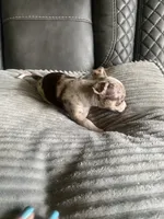 Sophie, a female Chihuahua for sale in Marietta, MS – 2 of 7