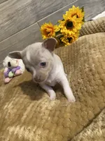 ELSA, a female Chihuahua for sale in Marietta, MS – 2 of 6