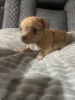 LILLY (CKC REGISTERED), a female Chihuahua for sale in Marietta, MS – 7 of 8