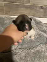 akc champion female 2 , a female Akita for sale in Marietta, MS – 3 of 8