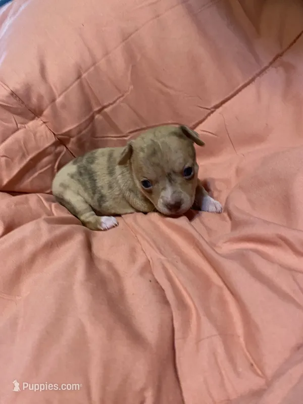 LILY (CKC REGISTERED) – Chihuahua puppy for sale in Marietta, MS