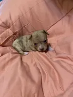 LILY (CKC REGISTERED), a female Chihuahua for sale in Marietta, MS – 1 of 10