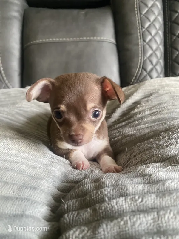 FUEGO (CKC REGISTERED) – Chihuahua puppy for sale in Marietta, MS