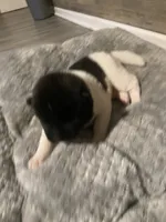 male , a female Akita for sale in Marietta, MS – 5 of 9