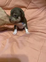 TYSON (CKC REGISTERED), a male Chihuahua for sale in Marietta, MS – 7 of 8