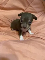 TYSON (CKC REGISTERED), a male Chihuahua for sale in Marietta, MS – 5 of 8
