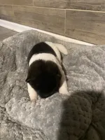 male , a female Akita for sale in Marietta, MS – 7 of 9