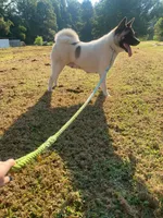 akc champion female 1 , a female Akita for sale in Marietta, MS – 9 of 9