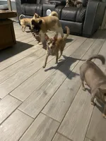 akc champion sired female NOZOMI, a female Akita for sale in Marietta, MS – 10 of 10