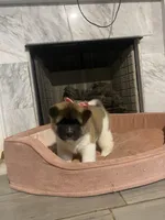 akc champion sired female 2 , a female Akita for sale in Marietta, MS – 9 of 10