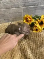 PIPER , a female Chihuahua for sale in Marietta, MS – 4 of 6