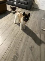akc champion sired female NOZOMI, a female Akita for sale in Marietta, MS – 3 of 10