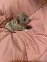 LILY (CKC REGISTERED), a female Chihuahua for sale in Marietta, MS – 4 of 10