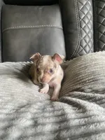 Sophie, a female Chihuahua for sale in Marietta, MS – 3 of 7