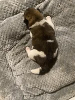 akc champion female 1 , a female Akita for sale in Marietta, MS – 7 of 9