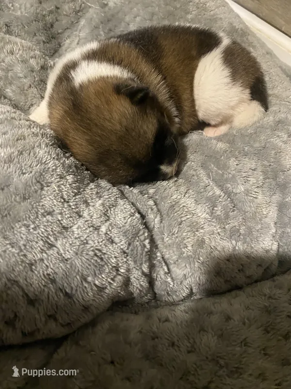 akc champion female 2  – Akita puppy for sale in Marietta, MS