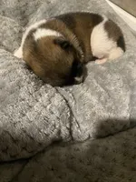 akc champion female 2 , a female Akita for sale in Marietta, MS – 1 of 8