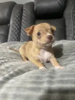 LILLY (CKC REGISTERED), a female Chihuahua for sale in Marietta, MS – 5 of 8