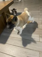 akc champion sired female NOZOMI, a female Akita for sale in Marietta, MS – 5 of 10