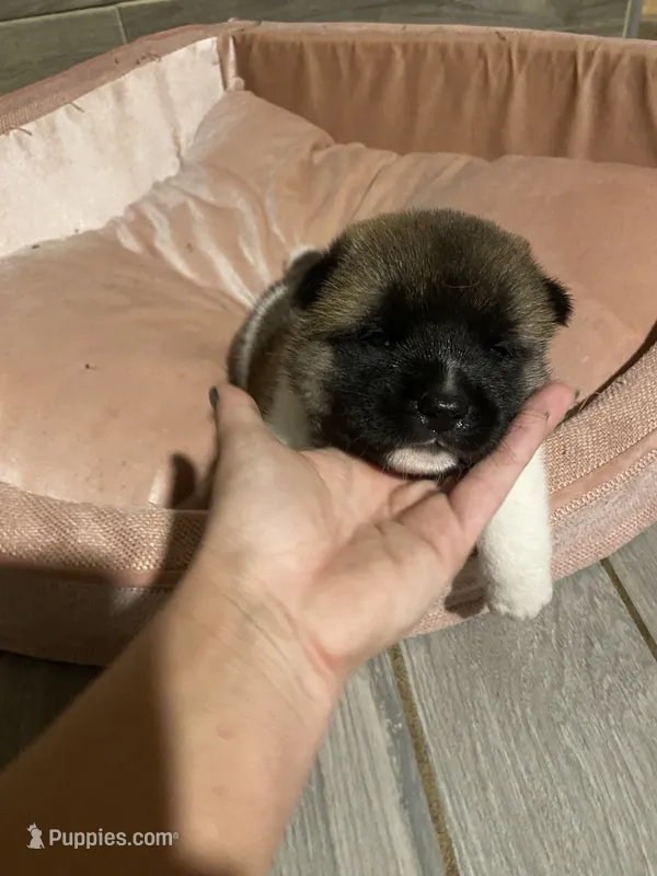 akc champion female 1  – Akita puppy for sale in Marietta, MS