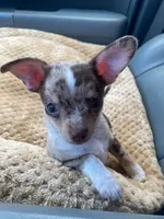 MOJO (CKC REGISTERED), a male Chihuahua for sale in Marietta, MS – 5 of 7